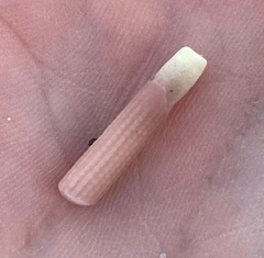 Stylocidaris affinis