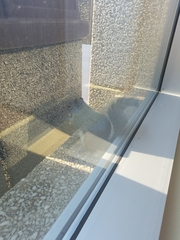 Sciurus carolinensis