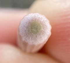 Stylocidaris affinis