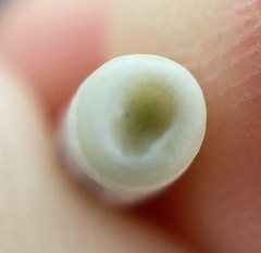 Stylocidaris affinis