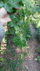 Phyllostylon rhamnoides