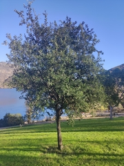 Quercus ilex