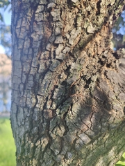 Quercus ilex