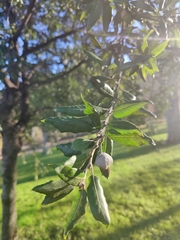 Quercus ilex