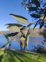Quercus ilex