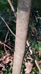 Phyllostylon rhamnoides