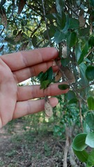 Phyllostylon rhamnoides