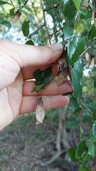 Phyllostylon rhamnoides