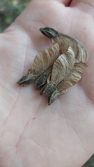 Phyllostylon rhamnoides