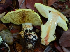 Cortinarius vellingae