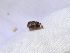 Cyrtolobus tuberosus
