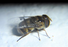 Copestylum quadratum