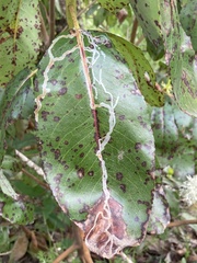 Ruptoseptoria unedonis