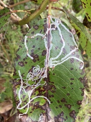 Ruptoseptoria unedonis