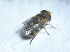 Copestylum quadratum