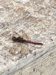 Sympetrum nigrifemur
