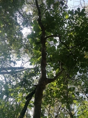 Piscidia carthagenensis