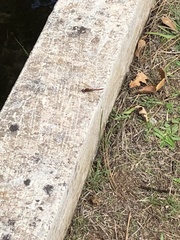 Sympetrum nigrifemur