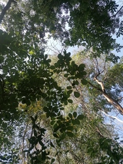 Piscidia carthagenensis