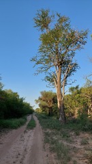 Gonopterodendron sarmientoi