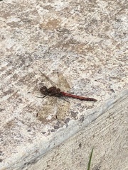 Sympetrum nigrifemur