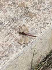 Sympetrum nigrifemur