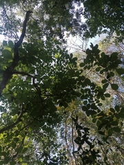 Piscidia carthagenensis