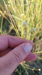 Pfaffia tuberosa