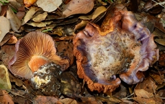 Glaucopodes