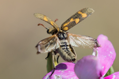 Hycleus burmeisteri