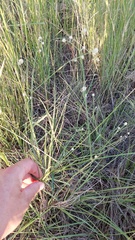 Pfaffia tuberosa