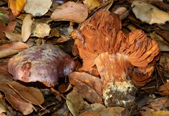 Glaucopodes