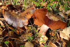 Glaucopodes