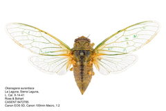 Okanagana aurantiaca