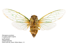 Okanagana aurantiaca