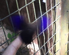 Eryphanis reevesii pusillus