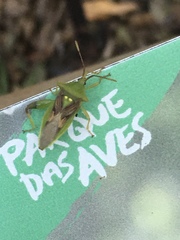 Lycambes