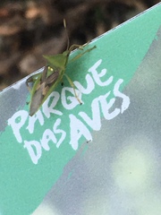 Lycambes