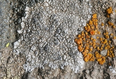 Image of Bellemerea alpina
