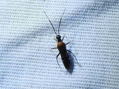 Pseudoxenetus regalis