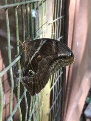 Eryphanis reevesii pusillus