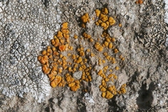 Polycauliona bolacina