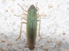 Syncharina argentina