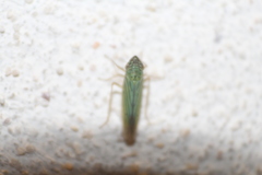 Syncharina argentina