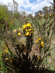 Bossiaea foliosa