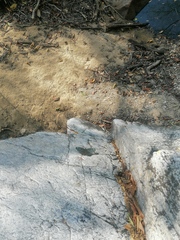 Hamadryas atlantis lelaps