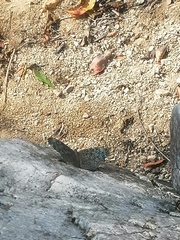 Hamadryas atlantis lelaps