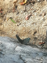 Hamadryas atlantis lelaps