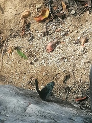 Hamadryas atlantis lelaps