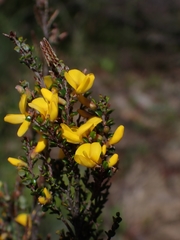 Bossiaea foliosa